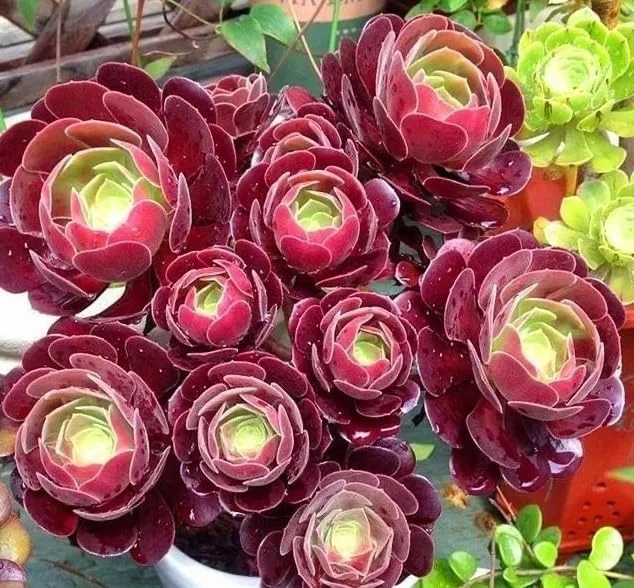 Black Aeonium Succulent Live Plant – Arboreum, 2 Inch Pot, Easy Care, Indoor/Outdoor - Image 2