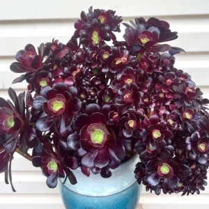 Black Aeonium Succulent Live Plant – Arboreum, 2 Inch Pot, Easy Care, Indoor/Outdoor - Image 3