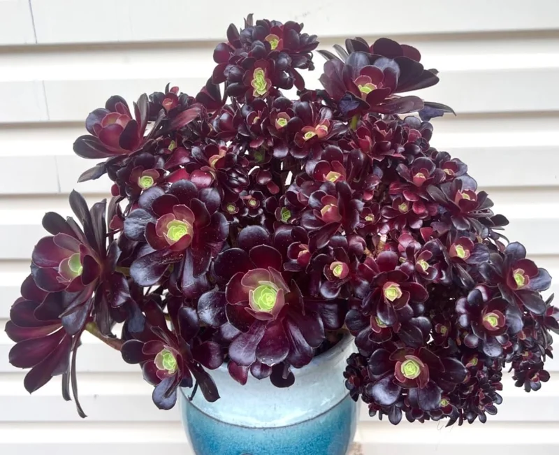 Black Aeonium Succulent Live Plant – Arboreum, 2 Inch Pot, Easy Care, Indoor/Outdoor - Image 3