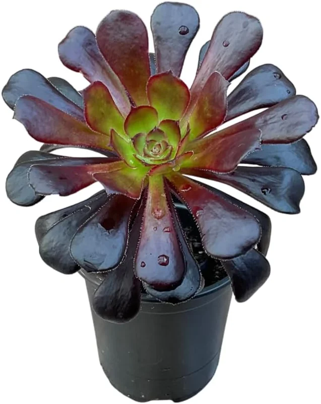 Black Aeonium Succulent Live Plant – Arboreum, 2 Inch Pot, Easy Care, Indoor/Outdoor - Image 4