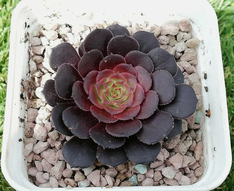 Black Aeonium Succulent Live Plant – Arboreum, 2 Inch Pot, Easy Care, Indoor/Outdoor - Image 5