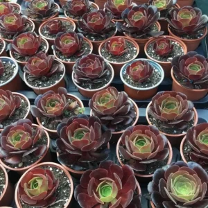 Black Aeonium Succulent Live Plant – Arboreum, 2 Inch Pot, Easy Care, Indoor/Outdoor - Image 6
