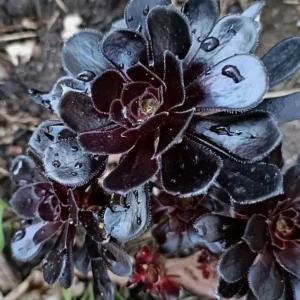 Black Aeonium Succulent Live Plant – Arboreum, 2 Inch Pot, Easy Care, Indoor/Outdoor - Image 7