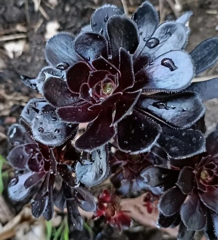 Black Aeonium Succulent Live Plant – Arboreum, 2 Inch Pot, Easy Care, Indoor/Outdoor - Image 7