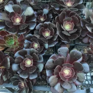 Black Aeonium Succulent Live Plant – Arboreum, 2 Inch Pot, Easy Care, Indoor/Outdoor - Image 1