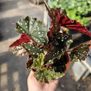 Black Begonia Maculata Live Plant - Polka Dot Begonia Houseplant 4