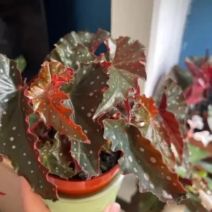 Black Begonia Maculata Live Plant - Polka Dot Begonia Houseplant 4