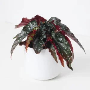 Black Begonia Maculata Live Plant - Polka Dot Begonia Houseplant 4