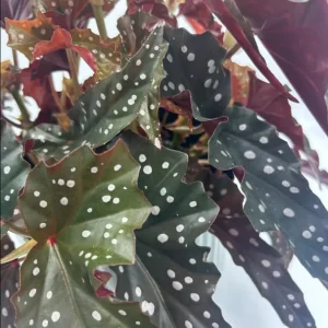 Black Begonia Maculata Live Plant - Polka Dot Begonia Houseplant 4
