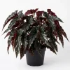 Black Begonia Maculata Live Plant - Polka Dot Begonia Houseplant 4" Pot - Image 1