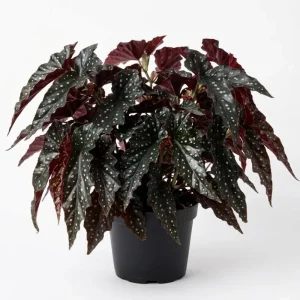 Black Begonia Maculata Live Plant - Polka Dot Begonia Houseplant 4