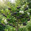 Black Chokeberry Live Plant - Aronia Berry Shrub, 6-12" Tall, Outdoor - Image 1