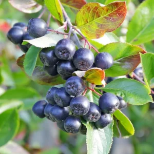 Black Chokeberry Plant – Aronia Berry Bare Root Shrub – 6-12