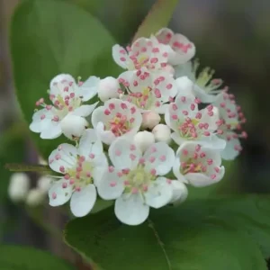 Black Chokeberry Plant – Aronia Berry Bare Root Shrub – 6-12