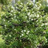 Black Chokeberry Plant – Aronia Berry Bare Root Shrub – 6-12" Tall – Outdoor - Image 1