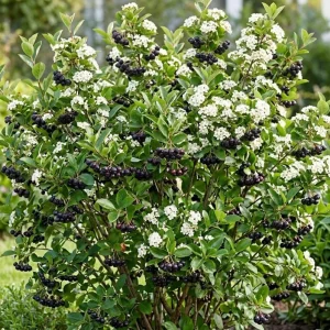 Black Chokeberry Plant – Aronia Berry Bare Root Shrub – 6-12
