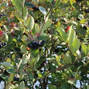 Black Chokeberry Plant – Aronia Berry Bare Root Shrub – 6-12