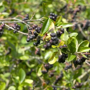 Black Chokeberry Plant – Aronia Berry Bare Root Shrub – 6-12