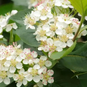 Black Chokeberry Plant – Aronia Berry Bare Root Shrub – 6-12