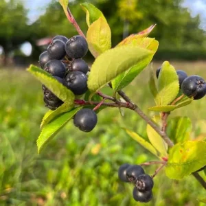 Black Chokeberry Plant – Aronia Berry Bare Root Shrub – 6-12
