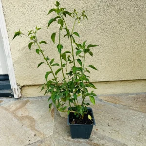Black Cobra Chili Pepper Live Plant – 4