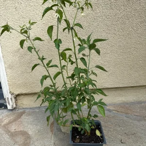 Black Cobra Chili Pepper Live Plant – 4