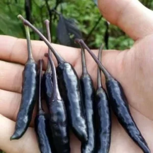 Black Cobra Chili Pepper Live Plant – 4