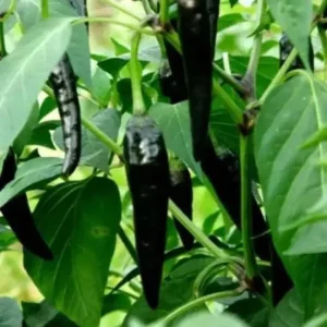 Black Cobra Chili Pepper Live Plant – 4