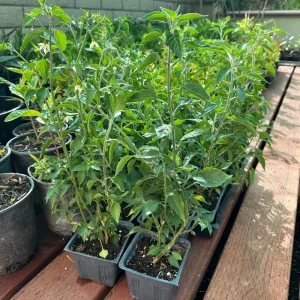 Black Cobra Chili Pepper Live Plant – 4