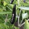 Black Cobra Chili Pepper Live Plant – 4" Pot, 14" Tall – Spicy & Ornamental - Image 1