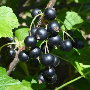 Black Currant Live Plant - Cold Hardy Fruiting Shrub, 6-12