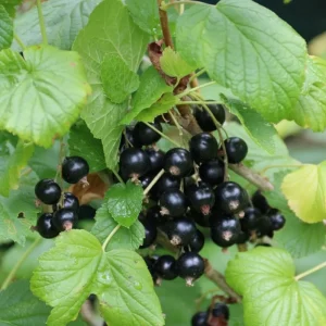 Black Currant Live Plant - Cold Hardy Fruiting Shrub, 6-12