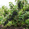 Black Currant Live Plant - Cold Hardy Fruiting Shrub, 6-12" Tall, Zone 3-8 - Image 1