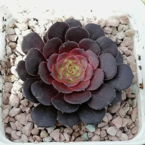 Black Echeveria Succulent Live Plant - Rose Aeonium, 2-inch Pot, Indoor/Outdoor - Image 5
