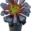 Black Echeveria Succulent Live Plant - Rose Aeonium, 2-inch Pot, Indoor/Outdoor - Image 1