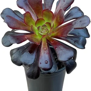 Black Echeveria Succulent Live Plant - Rose Aeonium, 2-inch Pot, Indoor/Outdoor - Image 1