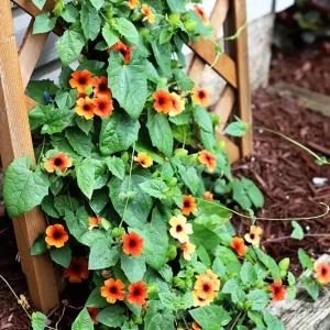 Black Eyed Susan Vine 'Brownie' Thunbergia Live Starter Plant 6-12
