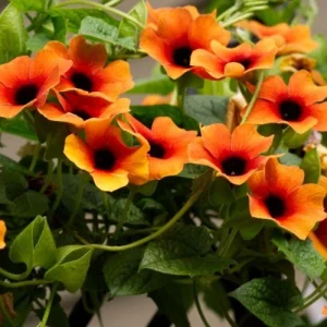 Black Eyed Susan Vine 'Brownie' Thunbergia Live Starter Plant 6-12