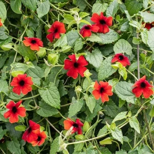 Black Eyed Susan Vine 'Brownie' Thunbergia Live Starter Plant 6-12