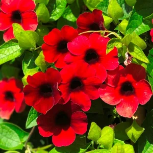 Black Eyed Susan Vine 'Sunny Susy Cherry' Live Plant - Red Flowers, 4-6