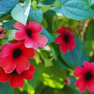 Black Eyed Susan Vine 'Sunny Susy Cherry' Live Plant - Red Flowers, 4-6