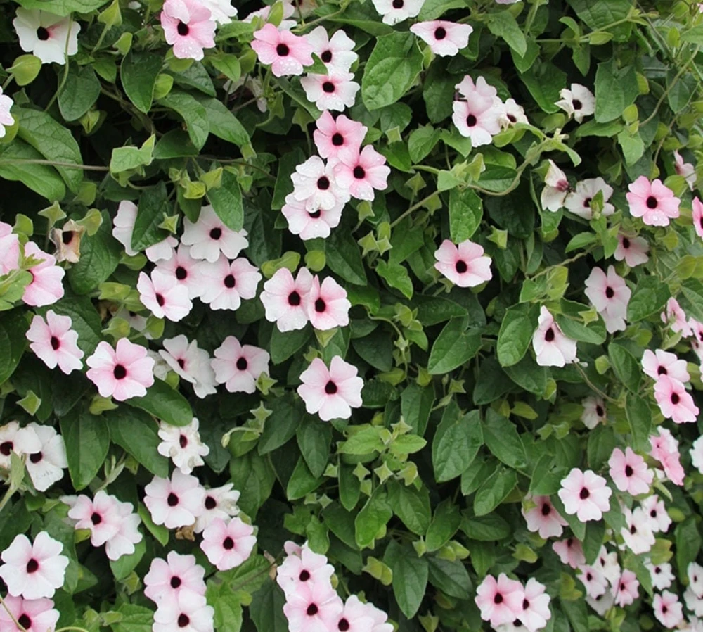 Black Eyed Susan Vine 'Sunny Susy Pink Beauty' Thunbergia Live Starter Plant, 6-12 inches tall - Image 2
