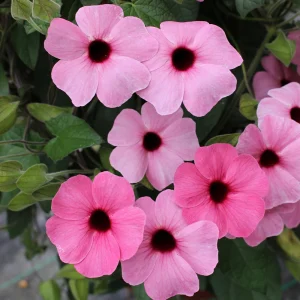 Black Eyed Susan Vine 'Sunny Susy Pink Beauty' Thunbergia Live Starter Plant, 6-12 inches tall - Image 3