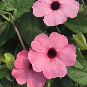 Black Eyed Susan Vine 'Sunny Susy Pink Beauty' Thunbergia Live Starter Plant, 6-12 inches tall - Image 4