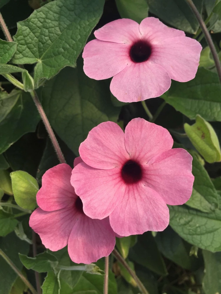 Black Eyed Susan Vine 'Sunny Susy Pink Beauty' Thunbergia Live Starter Plant, 6-12 inches tall - Image 4