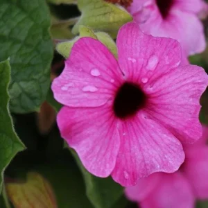 Black Eyed Susan Vine 'Sunny Susy Pink Beauty' Thunbergia Live Starter Plant, 6-12 inches tall - Image 5