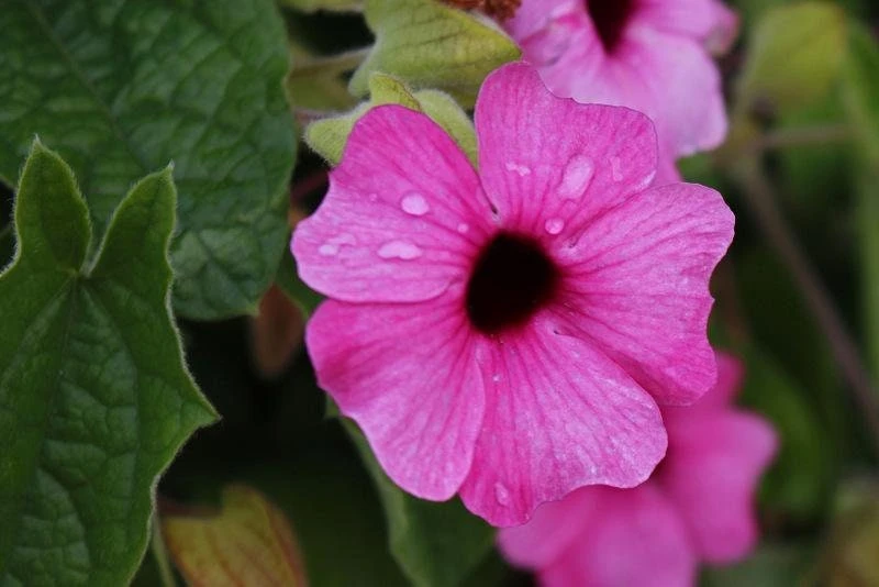 Black Eyed Susan Vine 'Sunny Susy Pink Beauty' Thunbergia Live Starter Plant, 6-12 inches tall - Image 5