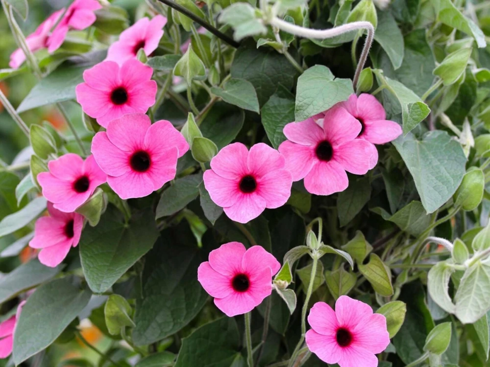 Black Eyed Susan Vine 'Sunny Susy Pink Beauty' Thunbergia Live Starter Plant, 6-12 inches tall - Image 1