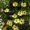 Black Eyed Susan Vine 'Yellow Dark Eye' Live Plant - Yellow Flowers, 8-12" Tall Starter - Image 1