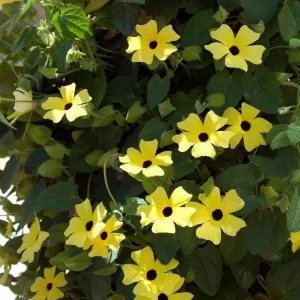 Black Eyed Susan Vine 'Yellow Dark Eye' Live Plant - Yellow Flowers, 8-12